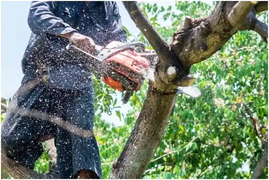 tree services Moorefield Station